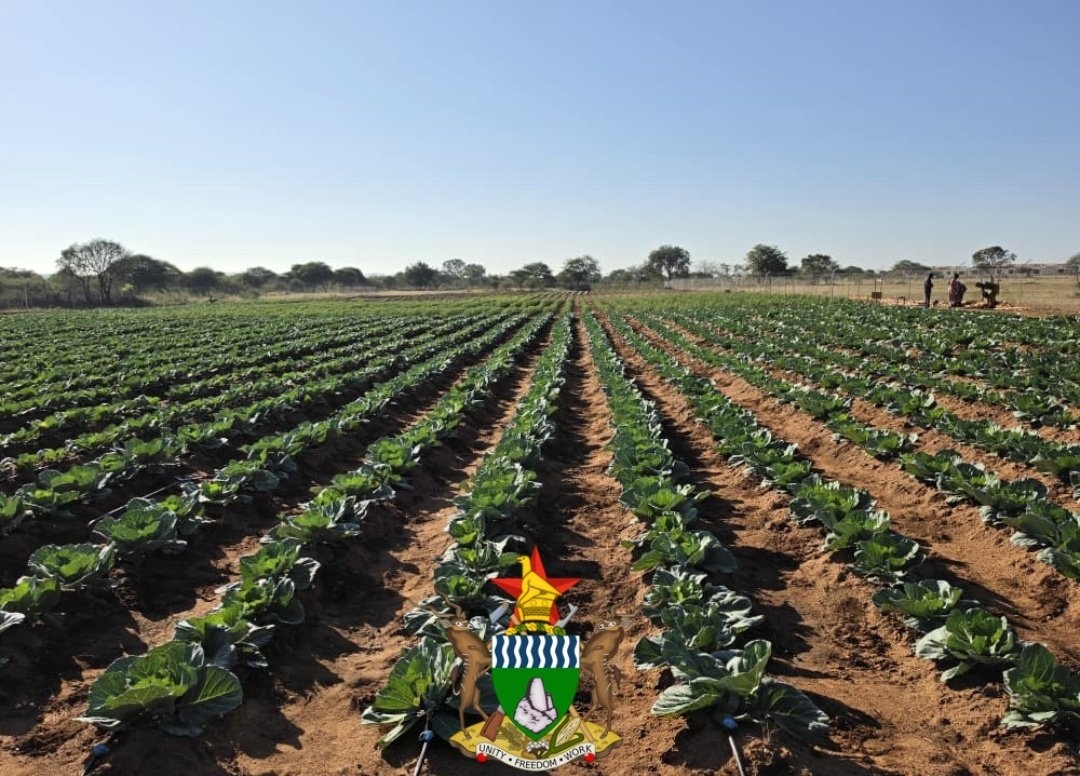 Village Business Unit irrigated cabbage field in rural Zimbabwe under the Rural Development 8.0 framework